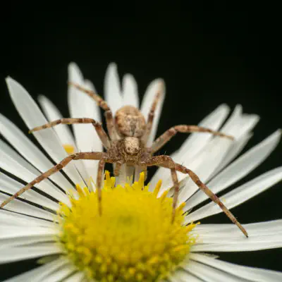Running Crab Spiders