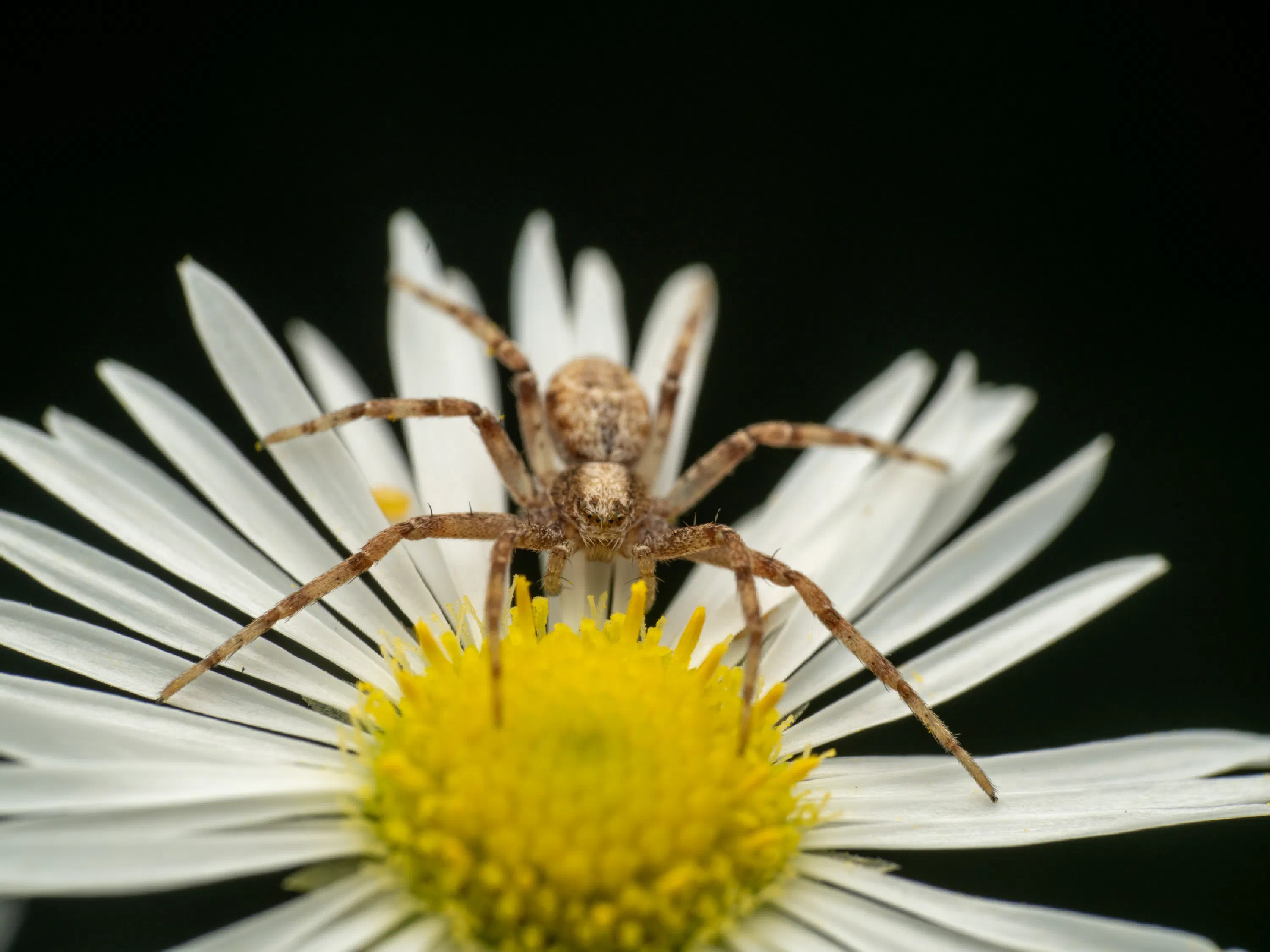 Eurasian Running Crab Spider