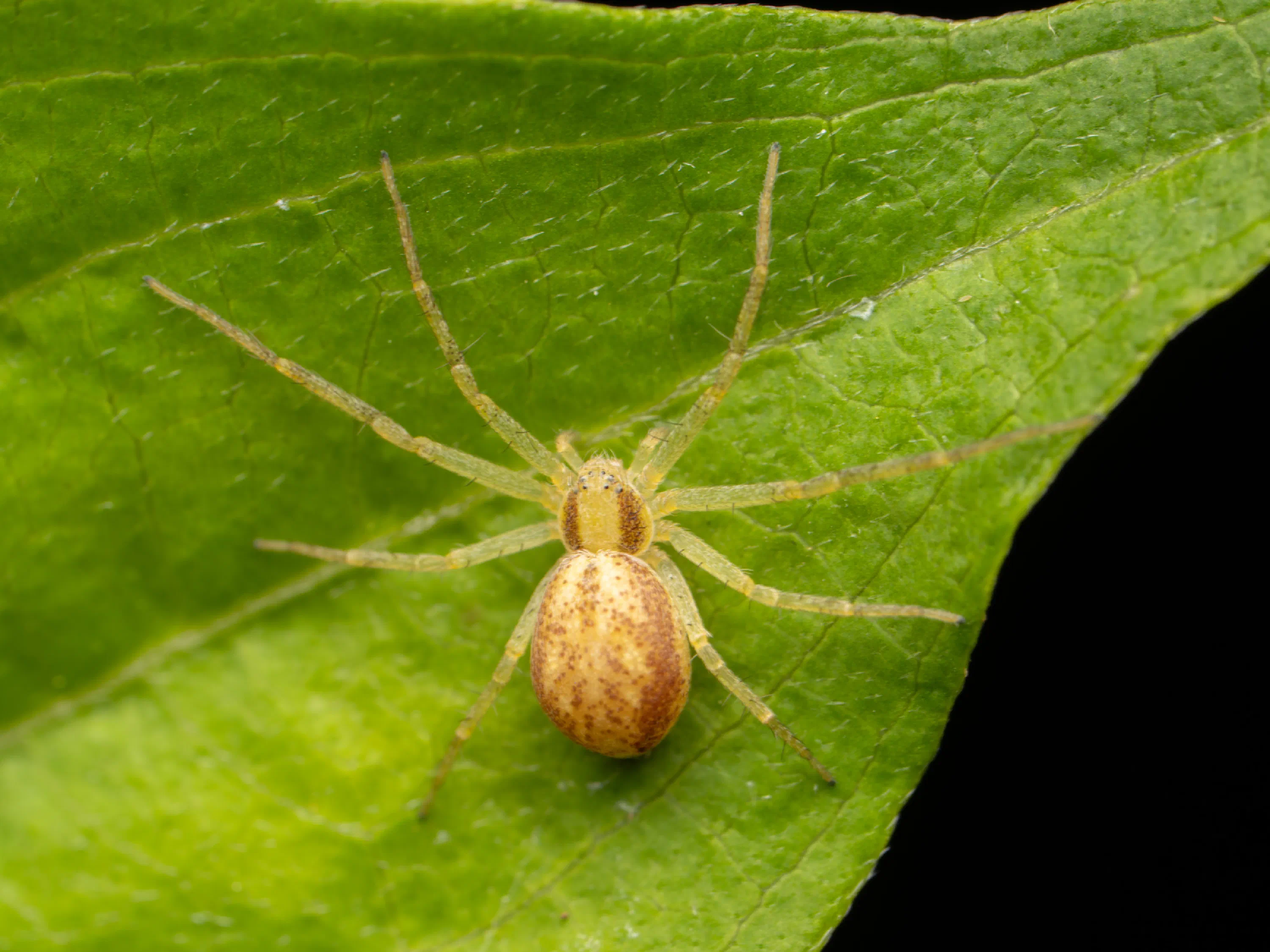 Eurasian Running Crab Spider