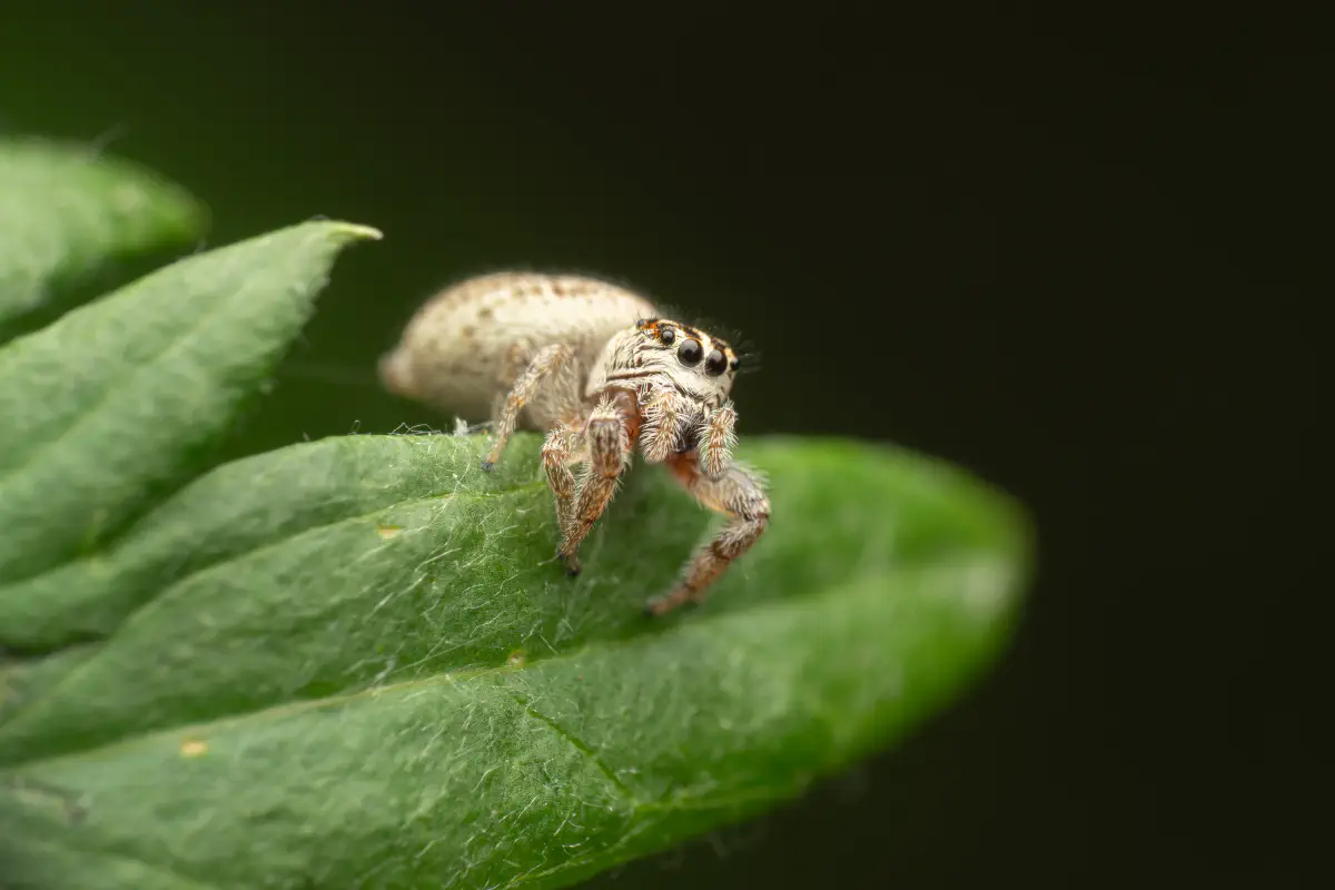 Mile End Jumping Spider – No. 1