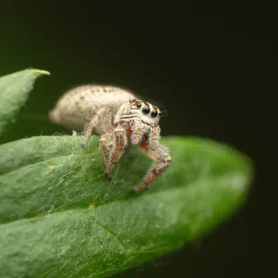 Mile End Jumping Spider