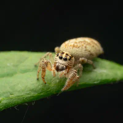 Mile End Jumping Spider