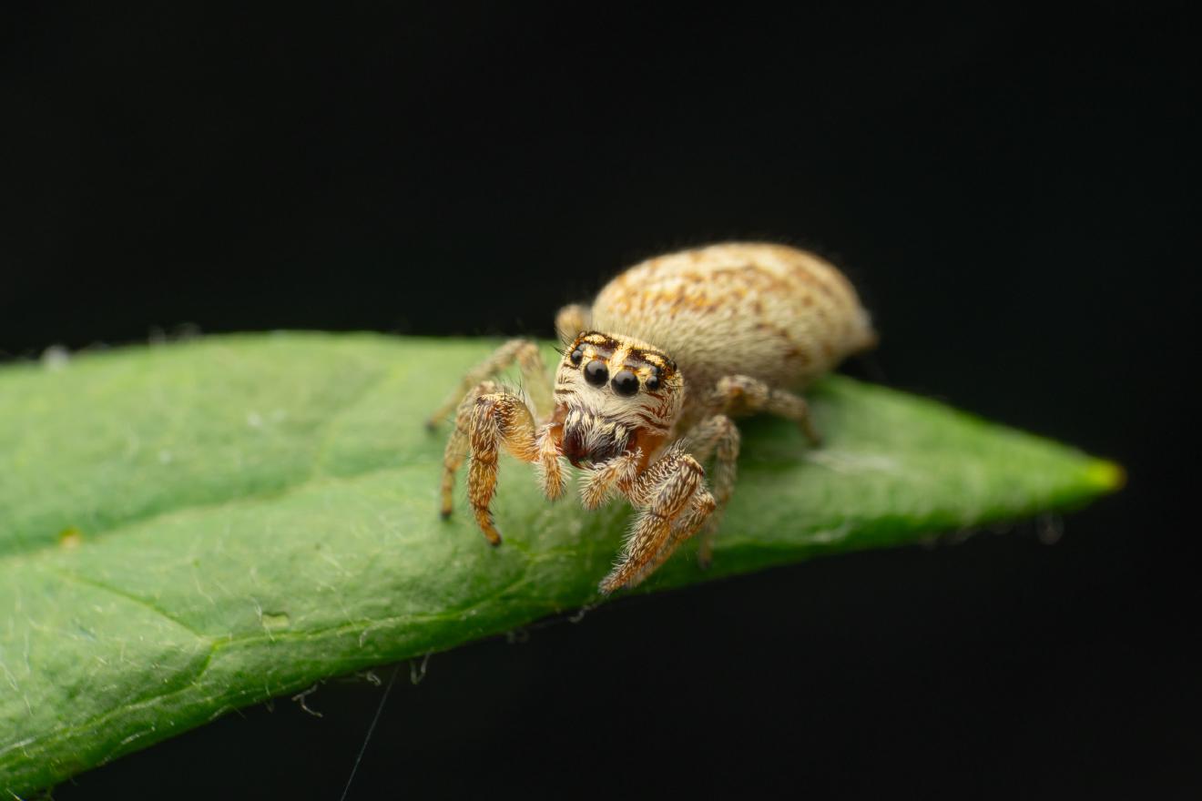 Mile End Jumping Spider – No. 2