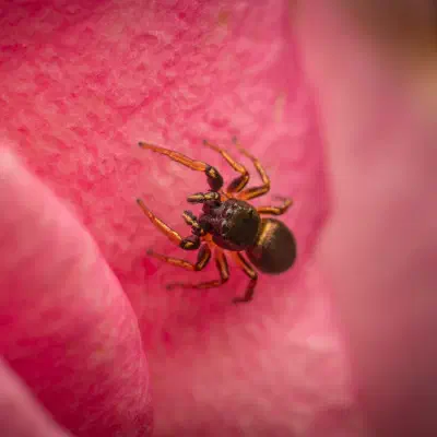Kupfrige Sonnenspringspinne