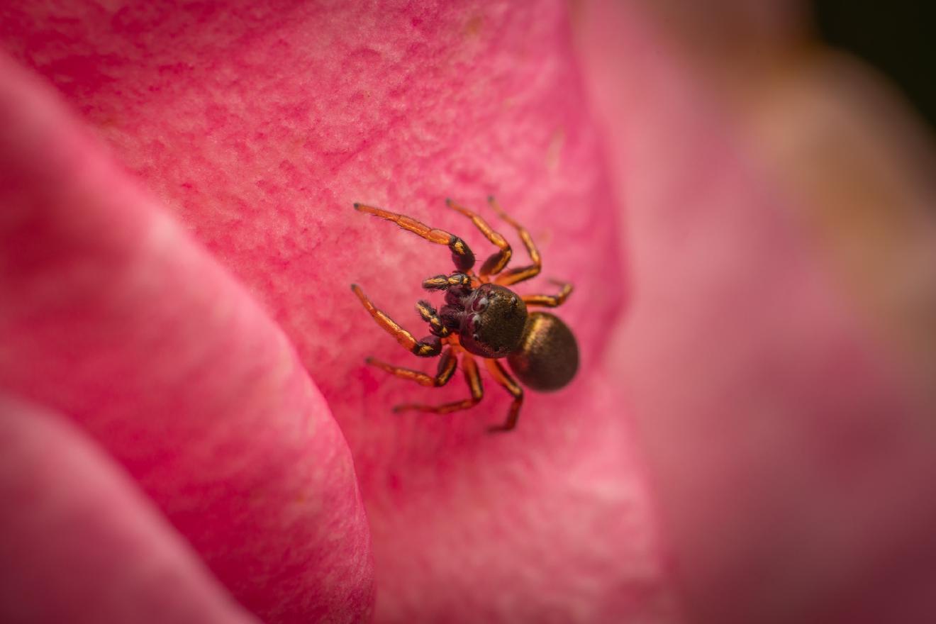 Kupfrige Sonnenspringspinne – No. 1