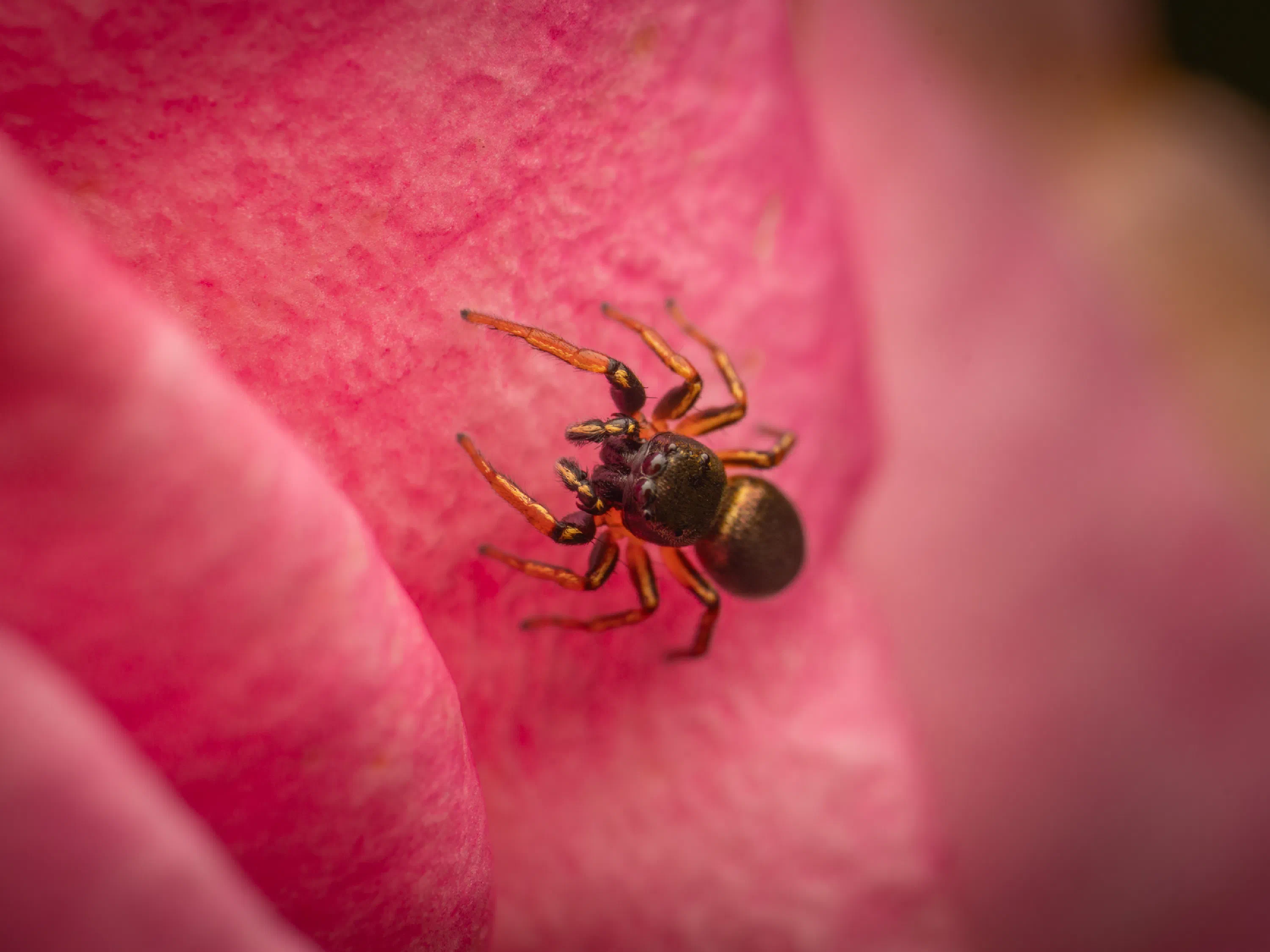 Heliophanus cuivré