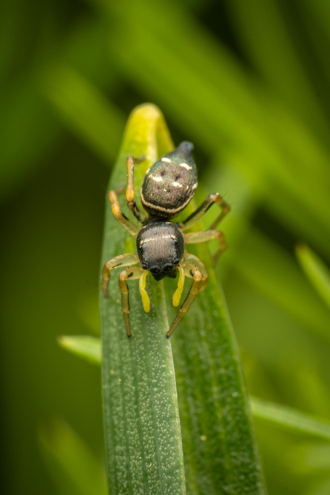 Kupfrige Sonnenspringspinne – No. 2