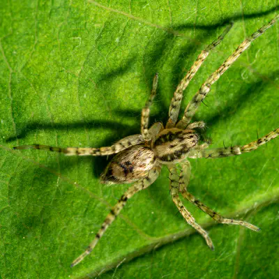 Ghost Spiders