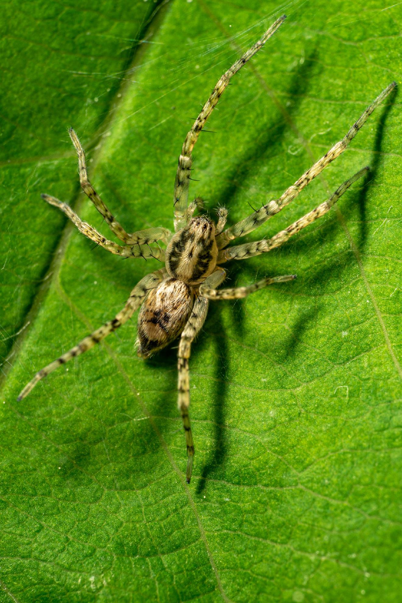 Buzzing Spider – No. 1