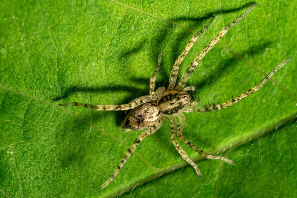 March 13, 2024 – Issue No. 208
– Issue No. 208: “Buzzing Spider“ Buzzing Spider