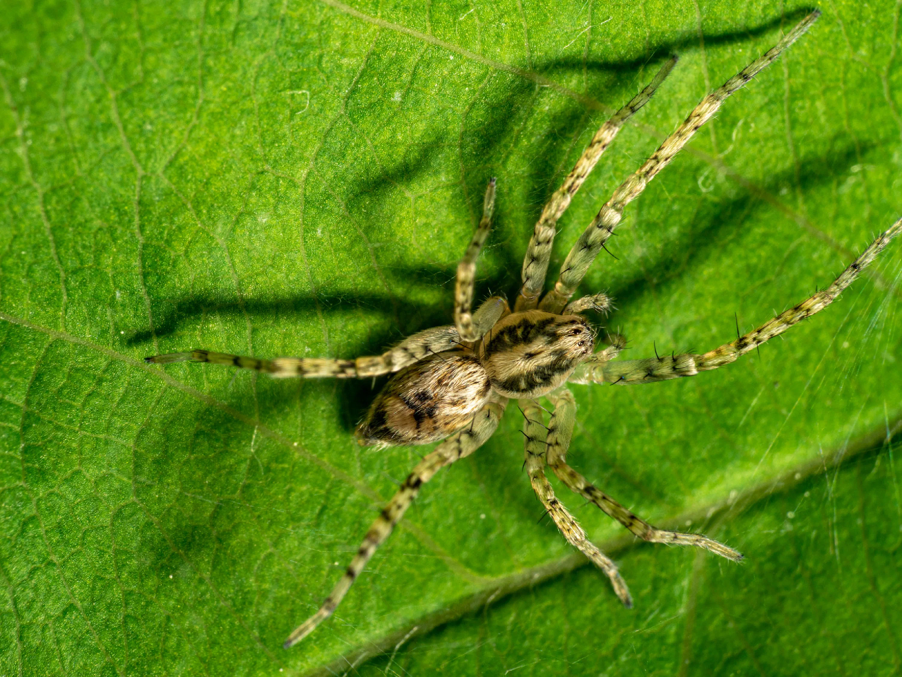 Anyphaena accentuata