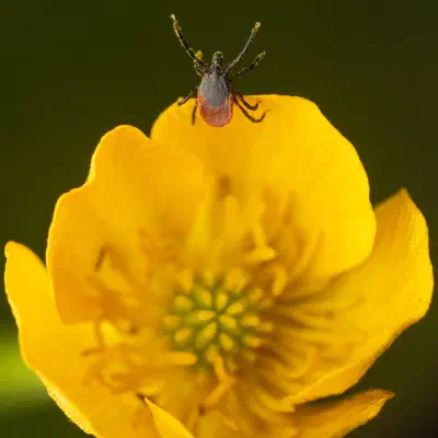 Garrapata ricino europea