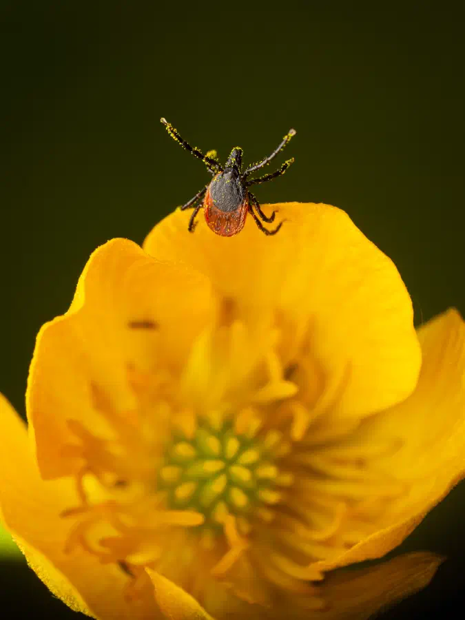Garrapata ricino europea