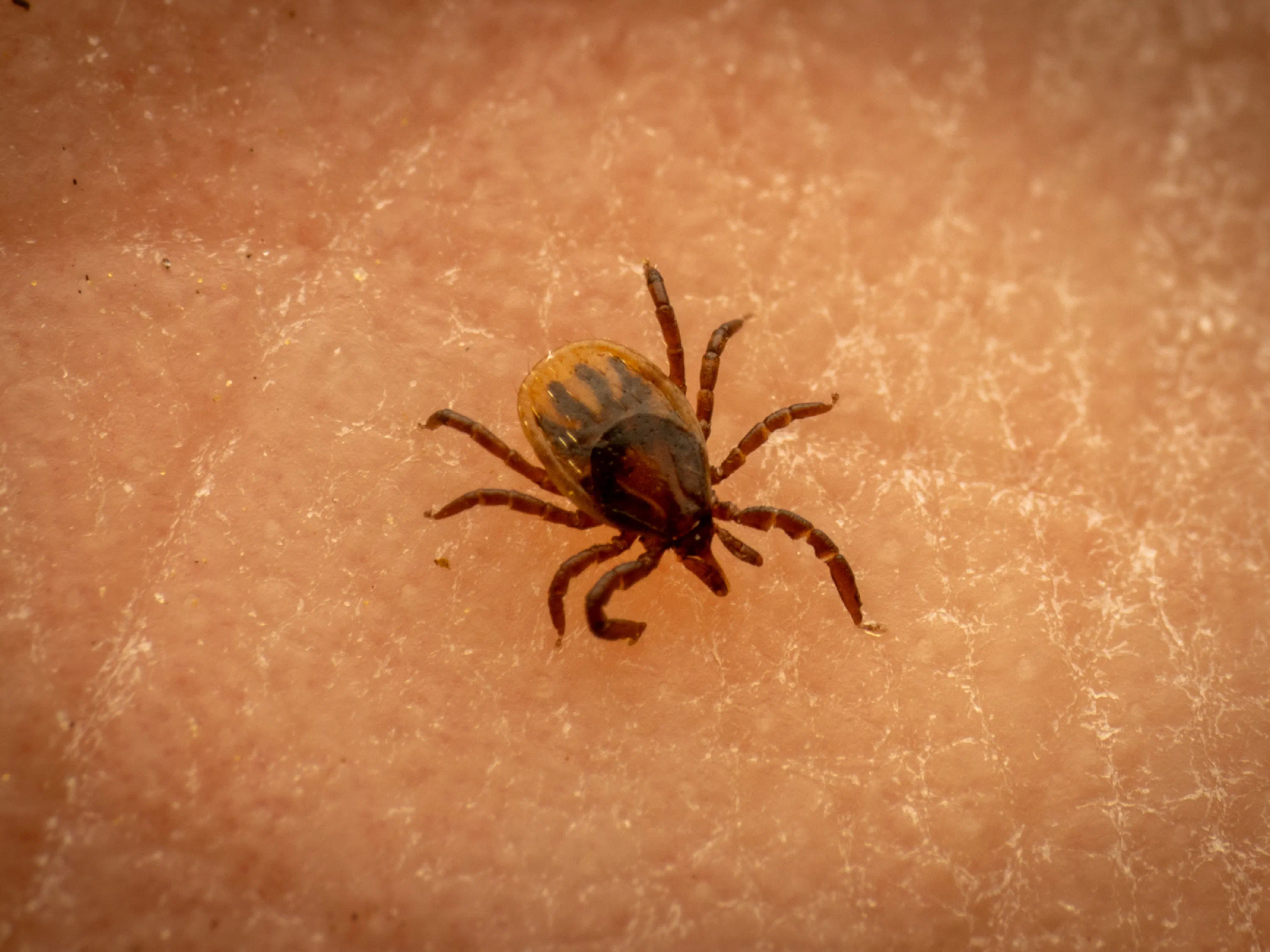 Garrapata ricino europea
