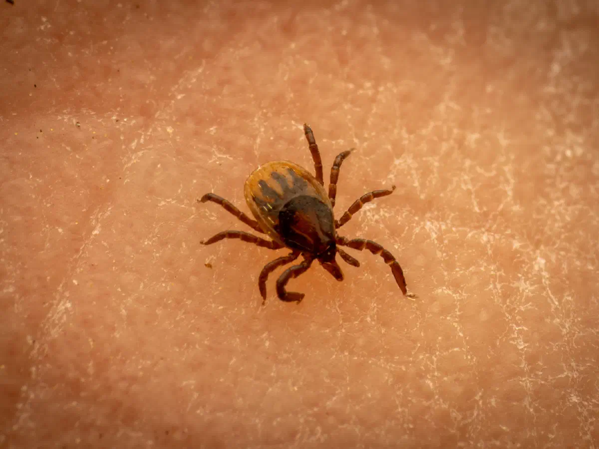 Garrapata ricino europea