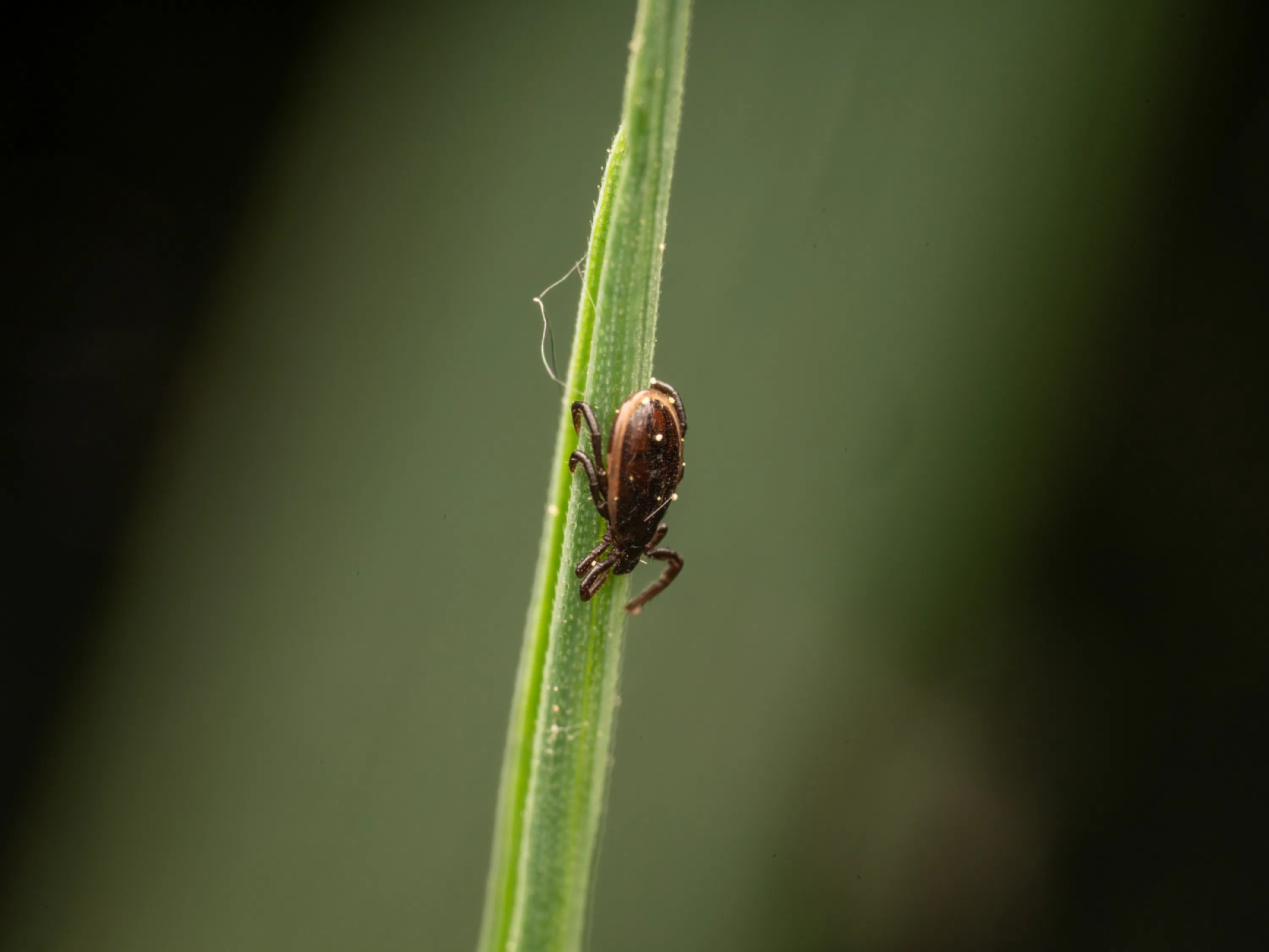 Garrapata ricino europea
