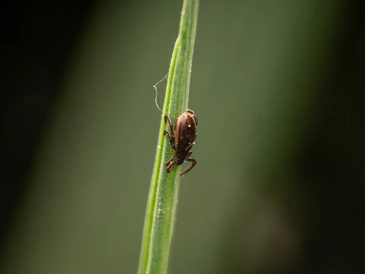Garrapata ricino europea