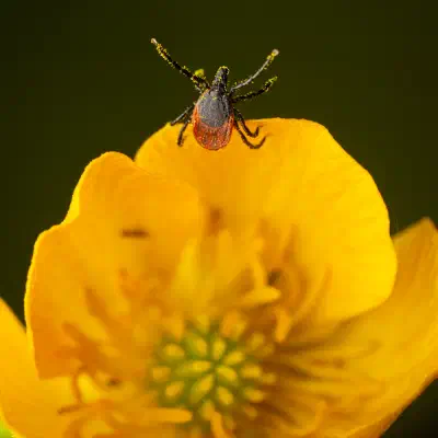 Garrapata ricino europea