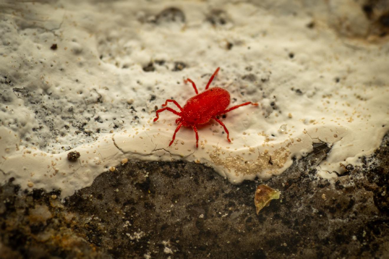 Rote Samtmilbe – No. 1
