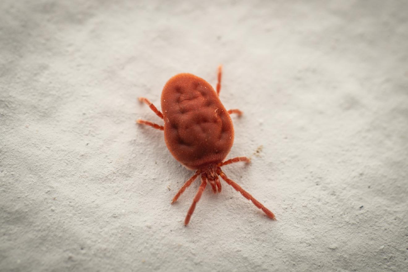 Trombidium holosericeum – No. 2
