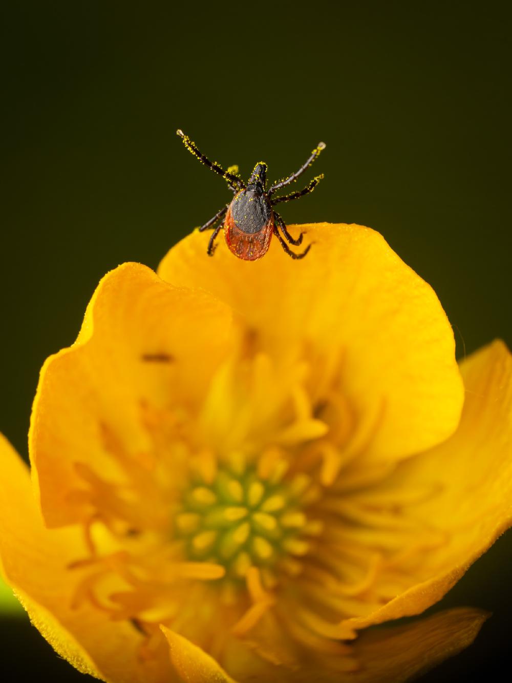 July 26, 2025 – Issue No. 708
– Issue No. 708: “Castor Bean Tick“ Castor Bean Tick