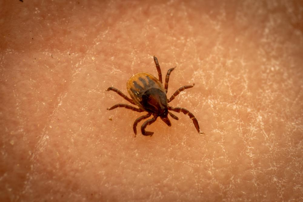 July 29, 2024 – Issue No. 346
– Issue No. 346: “Castor Bean Tick“ Castor Bean Tick