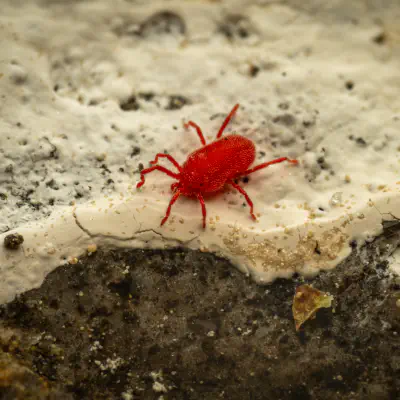 Rote Samtmilbe