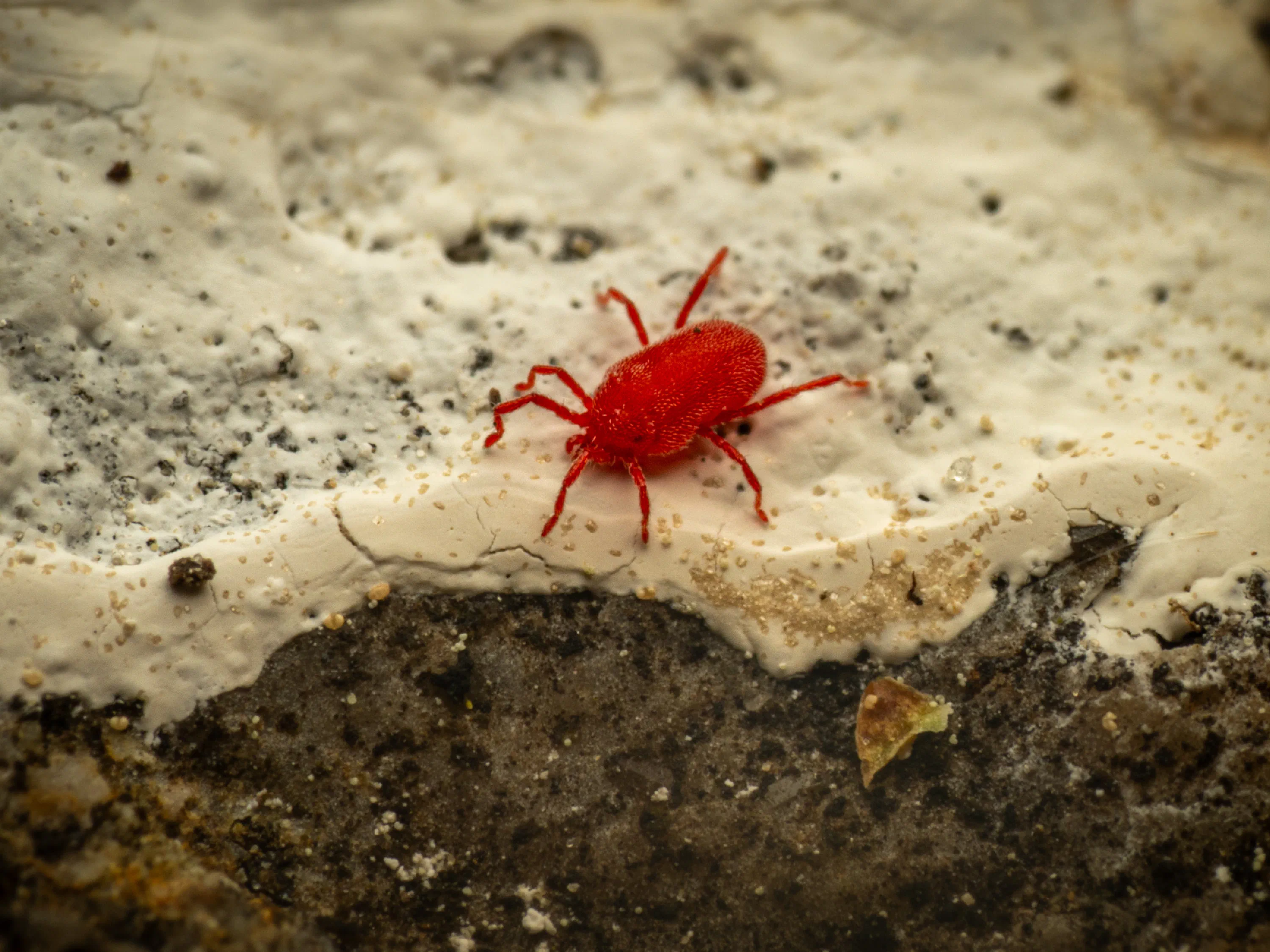 Rote Samtmilbe