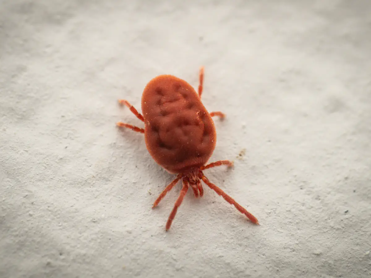 Trombidium holosericeum