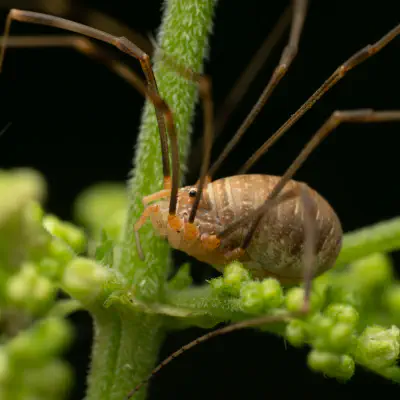 Weberknechte