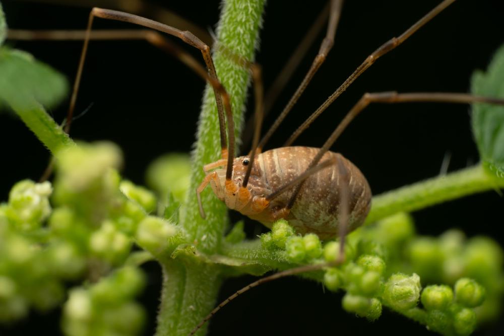 May 4, 2025 – Issue No. 625
– Issue No. 625: “Harvestmen“ Harvestmen