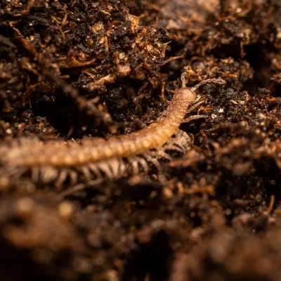 Flat-backed Millipedes
