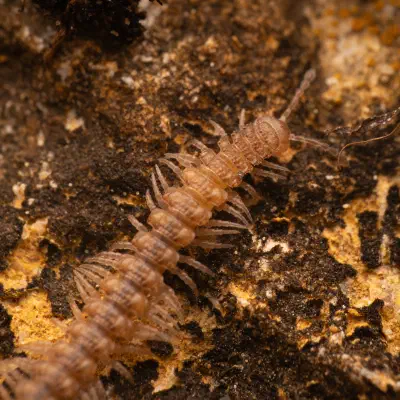 Polydesmidae