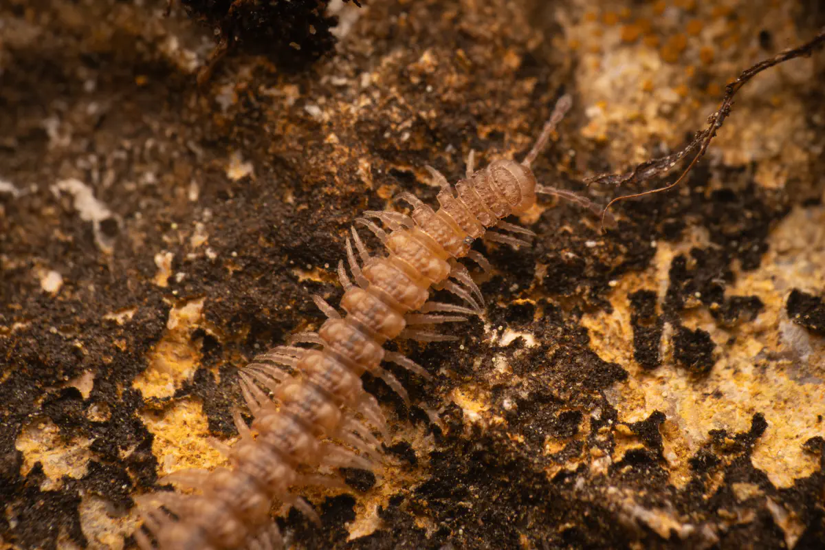 Polydesmidae – No. 2
