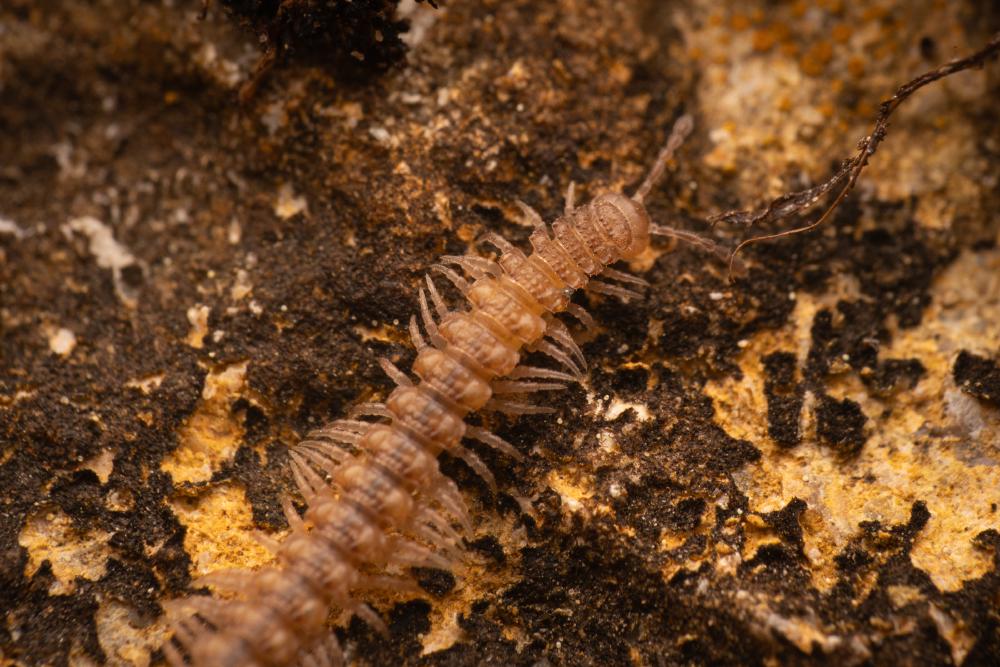 July 10, 2024 – Issue No. 327
– Issue No. 327: “Polydesmidae“ Polydesmidae