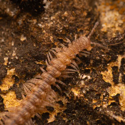 Polydesmidae
