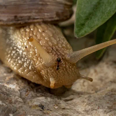 Weinbergschnecke