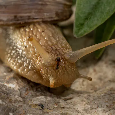 Gastropods