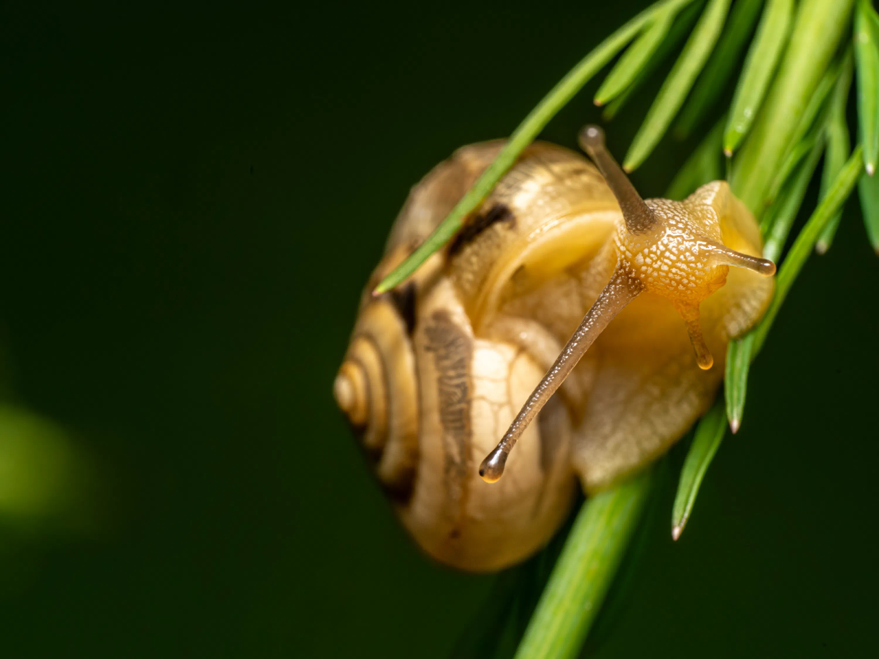 Bush snail