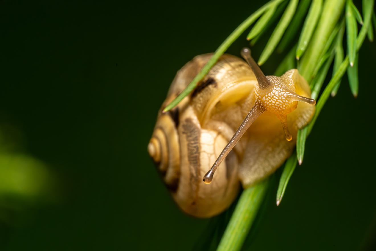 Bush snail – No. 1