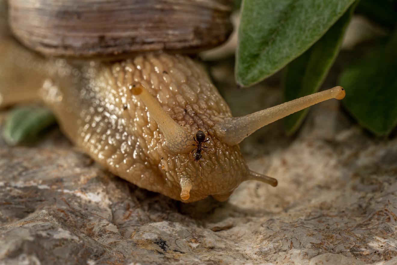 Weinbergschnecke – No. 1