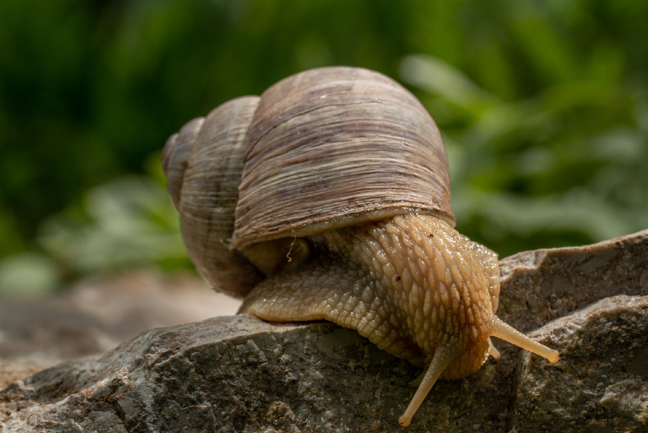 Weinbergschnecke – No. 2