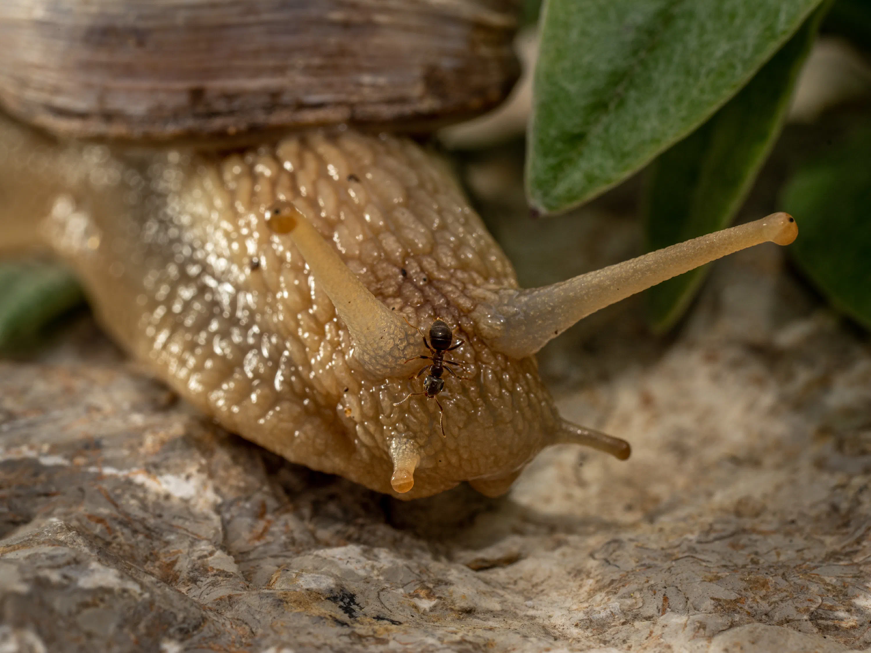 Roman Snail