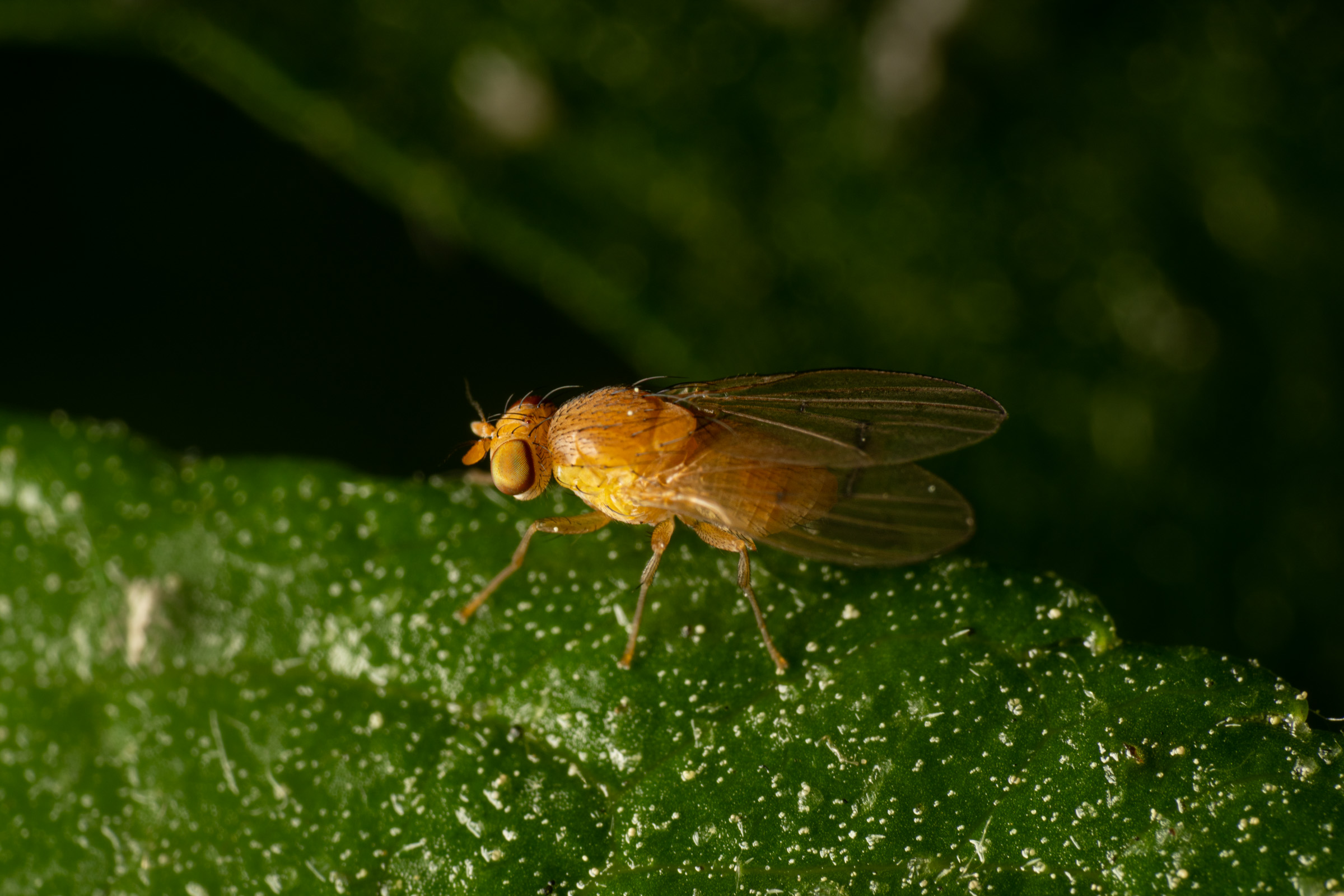Suillia variegata · Kleine Wesen Große Verantwortung
